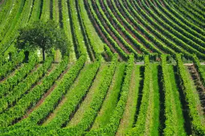 Weingärten am Westufer des Neusiedler Sees