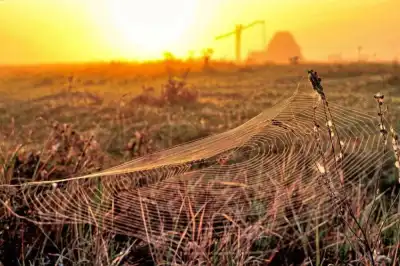 Morgens, wenn die Luft noch feucht ist, sind die Spinnennnetze des Altweibersommers besonders gut zu sehen.