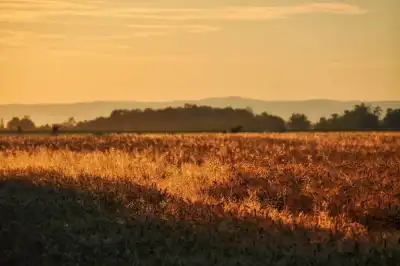 Graslandschaft im Neubruch