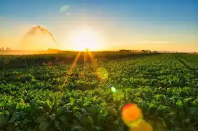 Gemüseanbau im Seewinkel