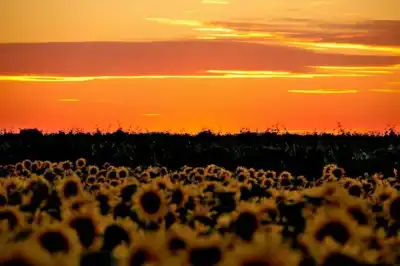 Sonnenblumenfeld im Seewinkel