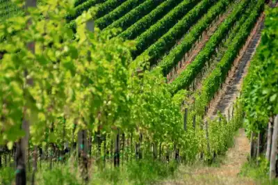 Die langen Reihen der Weinreben verleihen der Landschaft oft eine interessante Linienführung.