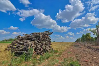 Gerodeter Weingarten im Seewinkel