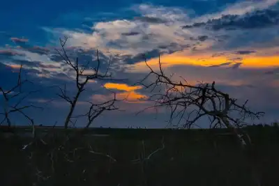 Vertrocknete Bäume im Nationalpark Neusiedler See - Seewinkel