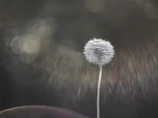 Pusteblume