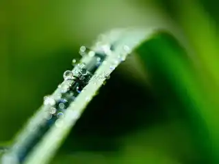 Wassertropfen auf Grashalm