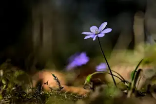 Gemeines Leberblümchen