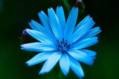 Gewöhnlichen Wegwarte (Cichorium intybus)