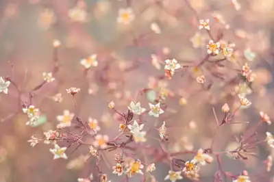 Pflanzen, fotografiert von Werner Pietschmann
