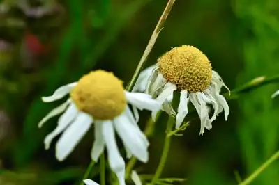 Margerite (Leucanthemum)