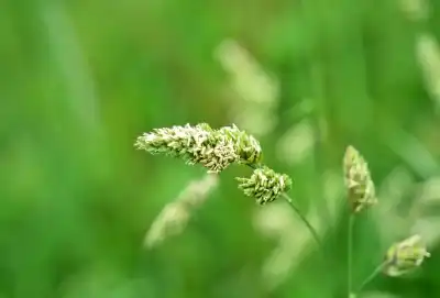 Gewöhnliches Knäuelgras (Dactylis glomerata), auch Wiesen-Knäuelgras oder Knaulgras.