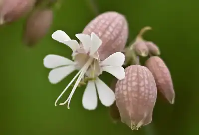 Taubenkropf-Leimkraut (Silene vulgaris)