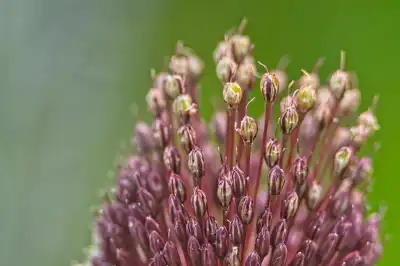 Kugelköpfiger Lauch (Allium sphaerocephalon)