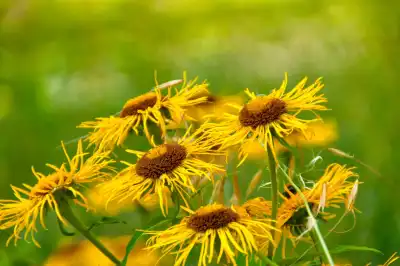Echter Alant (Inula helenium)