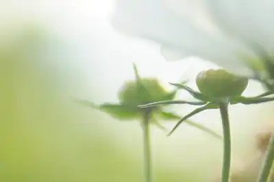 Die Kosmee (Cosmos) wird auch Schmuckkörbchen genannt.