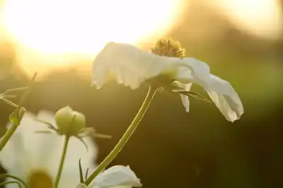 Die Kosmee (Cosmos) wird auch Schmuckkörbchen genannt.