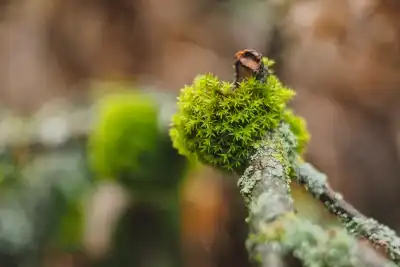 Das Goldene Frauenhaarmoos (Polytrichum commune) wird auch Gemeines bzw. Gewöhnliches Widertonmoos oder Großes Haarmützenmoos genannt.