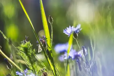 Kornblume (Centaurea cyanus)