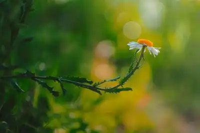 Echte Kamille (Matricaria chamomilla)