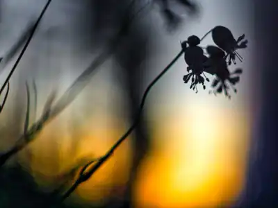 Taubenkropf-Leimkraut (Silene-vulgaris)