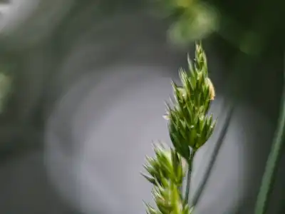 Gewöhnliches Knäuelgras oder Knaulgras (Dactylis glomerata)