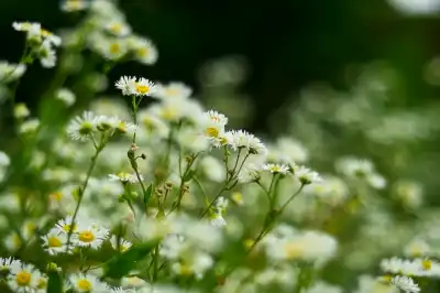 Einjähriges Berufkraut (Erigeron annuus)