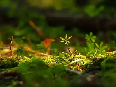 Waldmeister (Galium odoratum)
