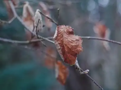 Verwelktes Laub der Rotbuche (Fagus sylvatica)