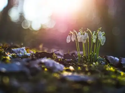 Schneeglöckchen (Galanthus)