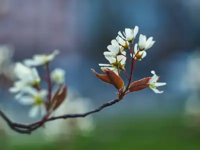 Die Kupfer-Felsenbirne (Amelanchier lamarckii) wird auch Korinthenbaum genannt.