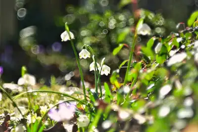 Märzenbecher (Leucojum vernum)