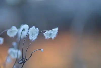Herbst-Anemone (Anemone hupehensis)