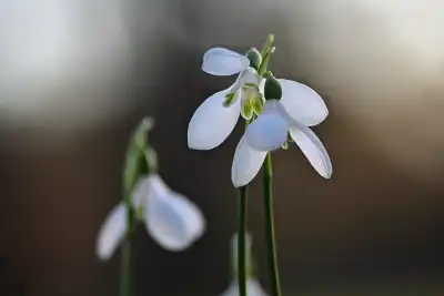 Schneeglöckchen (Galanthus)