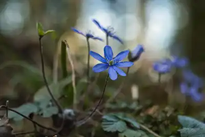 Leberblümchen (Hepatica nobilis)