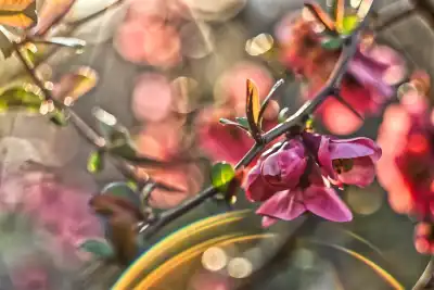 Japanische Zierquitte (Chaenomeles japonica)