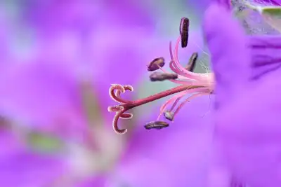 Storchschnabel (Geranium pratense)
