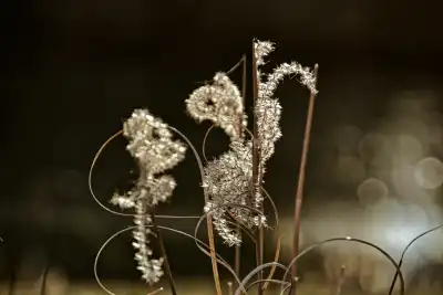 Gräser im Gegenlicht