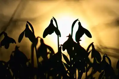 Schneeglöckchen (Galanthus)