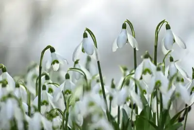 Schneeglöckchen (Galanthus)