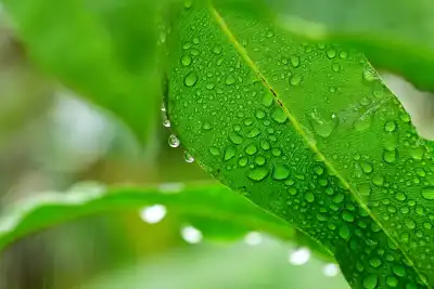 Regentropfen auf Palmenblatt