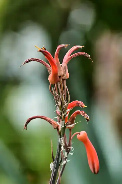 Die Aloe maculata wird auch gefleckte Aloe oder Zebra-Aloe genannt