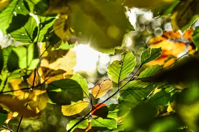 Naturfotografie von Werner Pietschmann