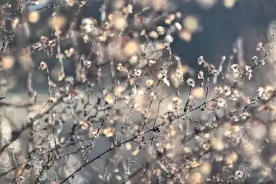 Herbstaster (Symphyotrichum)
