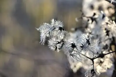 Gewöhnliche Waldrebe (Clematis vitalba)