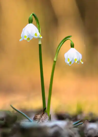 Märzenbecher (Leucojum vernum)