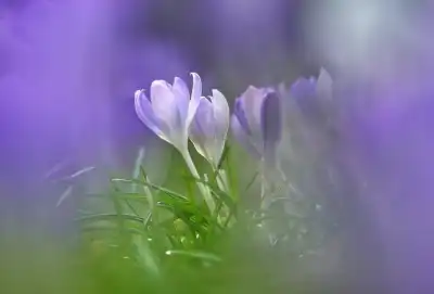 Krokus (Crocus vernus)