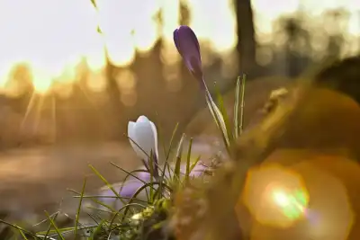 Krokusse im Gegenlicht der untergehenden Sonne