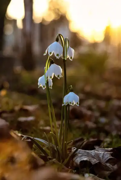 Die Frühlingsknotenblume (Leucojum vernum) wird auch Märzenbecher, Märzbecher, Märzglöckchen oder Großes Schneeglöckchen genannt.