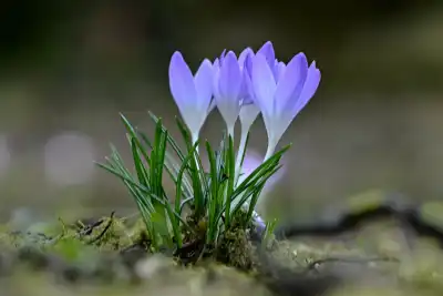 Krokus (Crocus vernus)