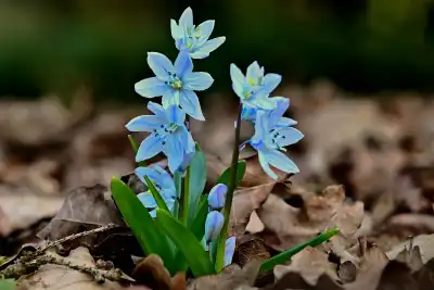 Blaustern (Scilla)